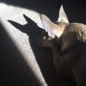 Meet your Posher, Kelli